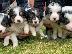 PoulaTo: Κουτάβια Border Collie